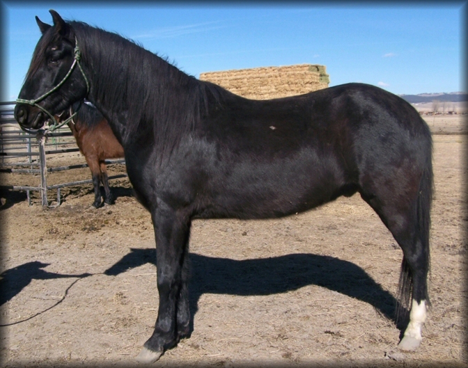 Geldings for Sale in Montana